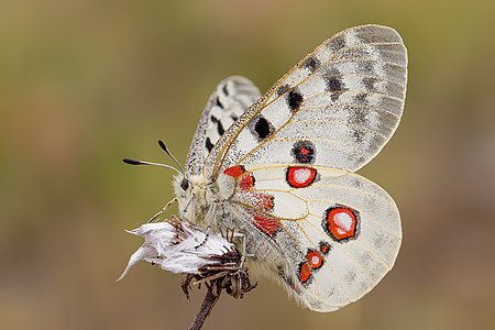 Altmühltal Apollofalter