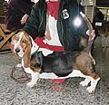 Basset Hound, red & white with saddle