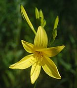 Hemerocallis lilioasphodelus Type species