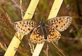 * Nomination: Scarce copper (Lycaena virgaureae) - female. --kallerna 17:23, 2 August 2009 (UTC) * * Review needed