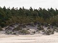 Dunes of Palanga, Lithuania