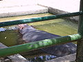 Hippo, Qalqiliya zoo