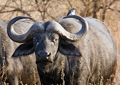 Syncerus caffer (African Buffalo)