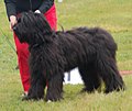 Briard, black