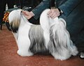 Lhasa Apso, particolor