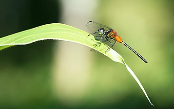 Epithemis mariae male