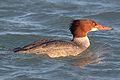 ♀ Mergus merganser Common Merganser