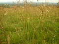 osmwiki:File:TallWildGrass.jpg