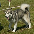 Alaskan Malamute, grey & white