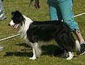 Border Collie, show line, black & white