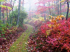 Cove Mountain Trail near the Sugarlands