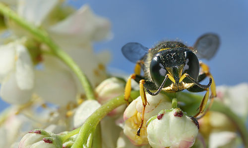 Ectemnius lapidarius