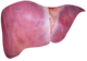 Liver