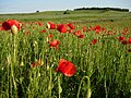 Poppies (Papaver rhoeas) in a Polish field.