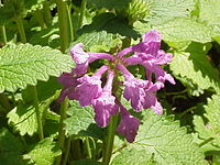 Stachys macrantha