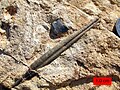 Belemnite from the very top of the Zohar Formation (Jurassic) near Neve Atif, the Golan.