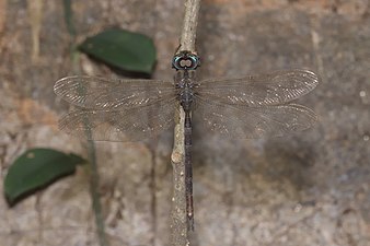 Gynacantha dravida, male