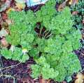 English: curly leaf parsley in plant pot Deutsch: krause Petersilie im Blumentopf