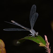 Malabar Torrent Dart Euphaea fraseri, female