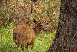 Español: Huemul English: South Andean Deer