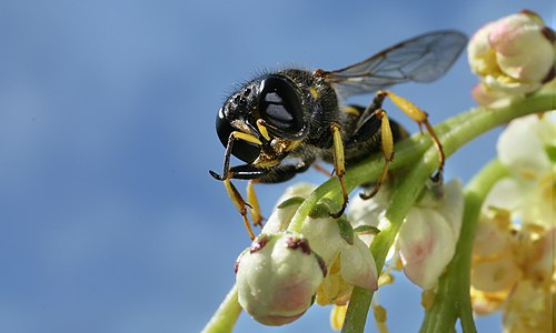 Ectemnius lapidarius