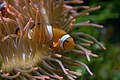 Amphiprion ocellaris