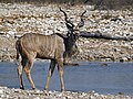   Etosha Namibia