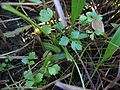 wild Apium graveolens on the German island Hiddensee, Photo by Kristian Peters