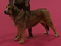 Spanish Mastiff, sable