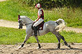 Français : Un cheval shagya en compétition de concours complet