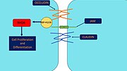 Thumbnail for File:Occludin signaling.jpg