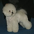 Bichon Frisé