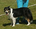 Border Collie, show line, black tricolor