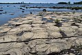 * Nomination Stromatolites exposed on the bank of the Ottawa River, Quebec, Canada. --The Cosmonaut 23:23, 23 November 2020 (UTC) * Promotion  Support Good quality -- Johann Jaritz 05:42, 24 November 2020 (UTC)