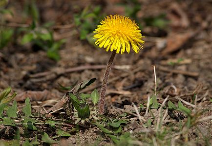 Taraxacum officinale