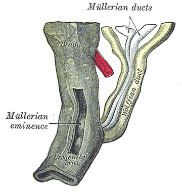 Paramesonephric duct