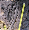 Čeština: ichnofosílie (stopa po činnosti organismu) rodu Ophiomorpha zachovaná v pískovcích svrchního turonu nedaleko Pravčické brány, okres Děčín, ČR English: trace fossil Ophiomorpha preserved in sandstones of Late Turonian age near Pravčická brána Arch (Prebischtor), Děčín District, Czech Republic