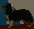 Shetland Sheepdog, black tricolor