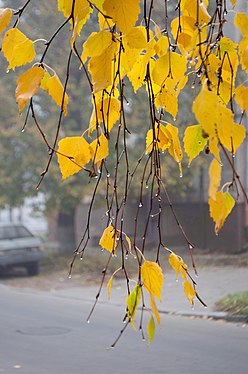 Birch branches