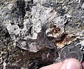 Gorgonian holdfast on a Miocene limestone surface, Czech Republic.