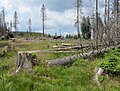 Čeština: Poničený smrkový les cestou k vrcholu Poledníku, který je součástí národního parku Šumava, nedaleko obce Prášily v okrese Klatovy English: Forest near peak Poledník, national park Šumava, near Prášily in Klatovy District