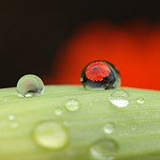 Dew