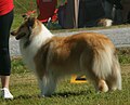 Collie, Rough, sable