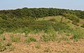 Čeština: Přírodní rezervace Zázmoníky u Bořetic, okres Břeclav, ČR English: Nature reserve Zázmoníky near Bořetice in Břeclav District, Czech Republic