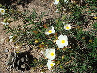 Cistus libanotis