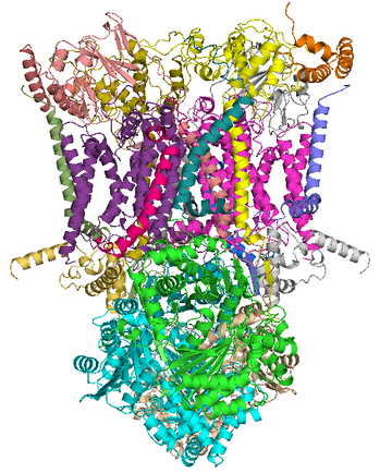 Coenzyme Q – cytochrome c reductase