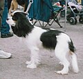 Cavalier King Charles Spaniel, tricolor