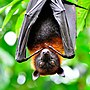 Thumbnail for File:Zoo-asson-chauve-souris.jpg