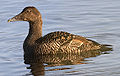 Female; Borgenfjorden, Norway