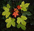 * Nomination Maple leaves --MRB 06:50, 14 July 2006 (UTC) * Promotion good illustration CyrilB 10:23, 15 July 2006 (UTC)